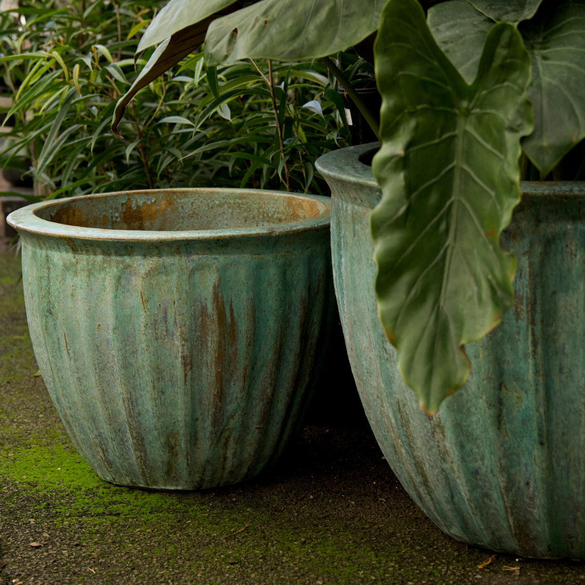 Starfruit Planter