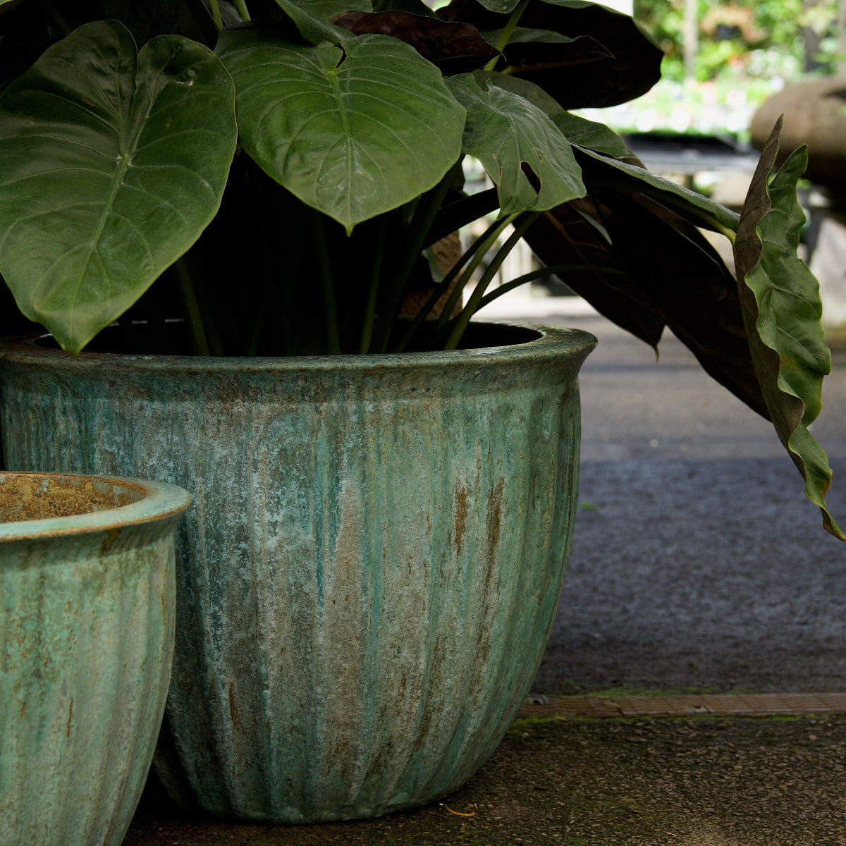 Starfruit Planter
