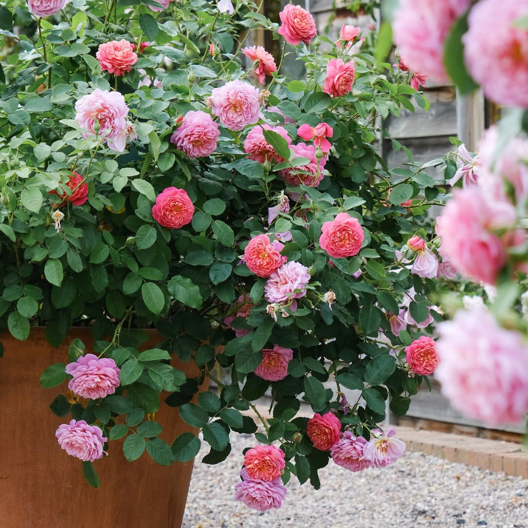 David Austin Roses Workshop Brisbane