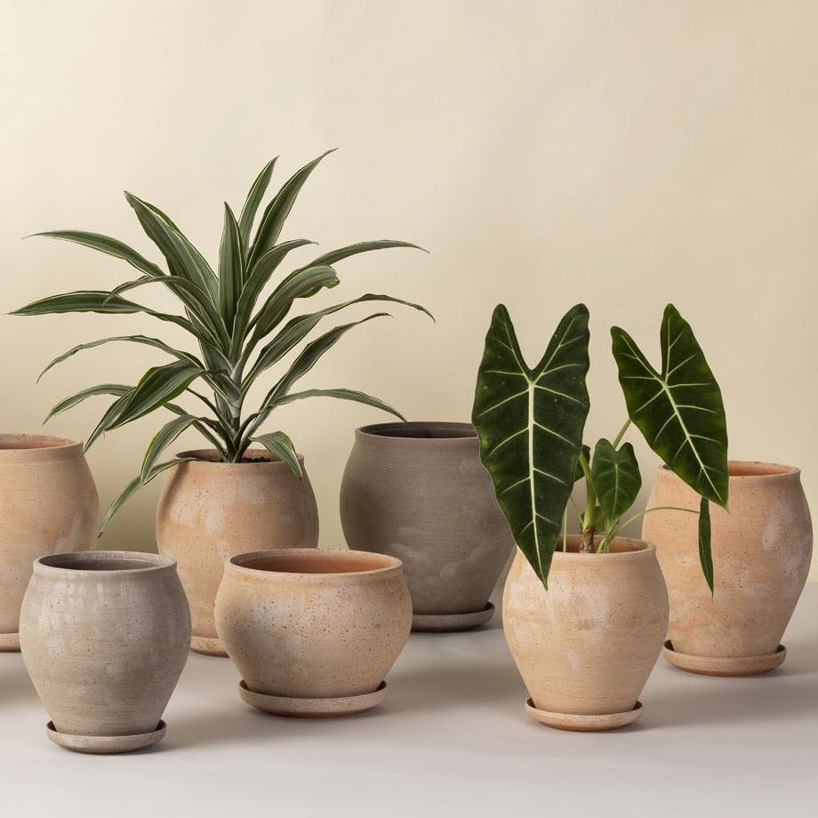 Collection of potted plants in various ceramic pots on a neutral background