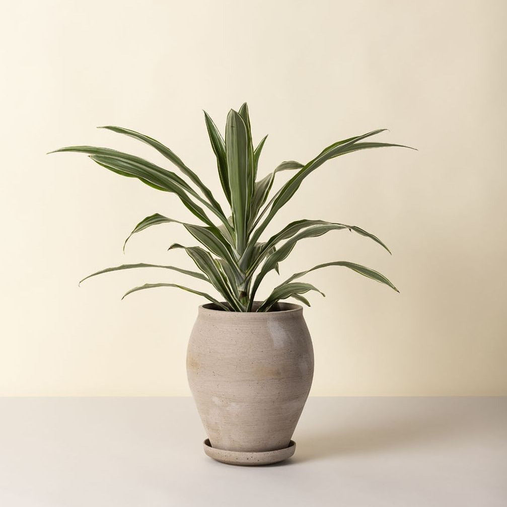 Delphi Grey Tall with Saucer