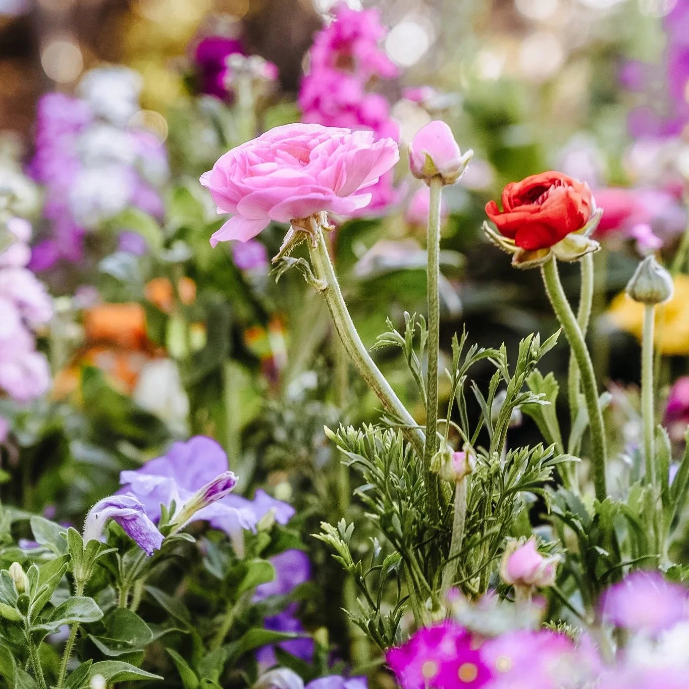 A close-up garden scene with pink and red flowers among green foliage, softly blurred in the background.