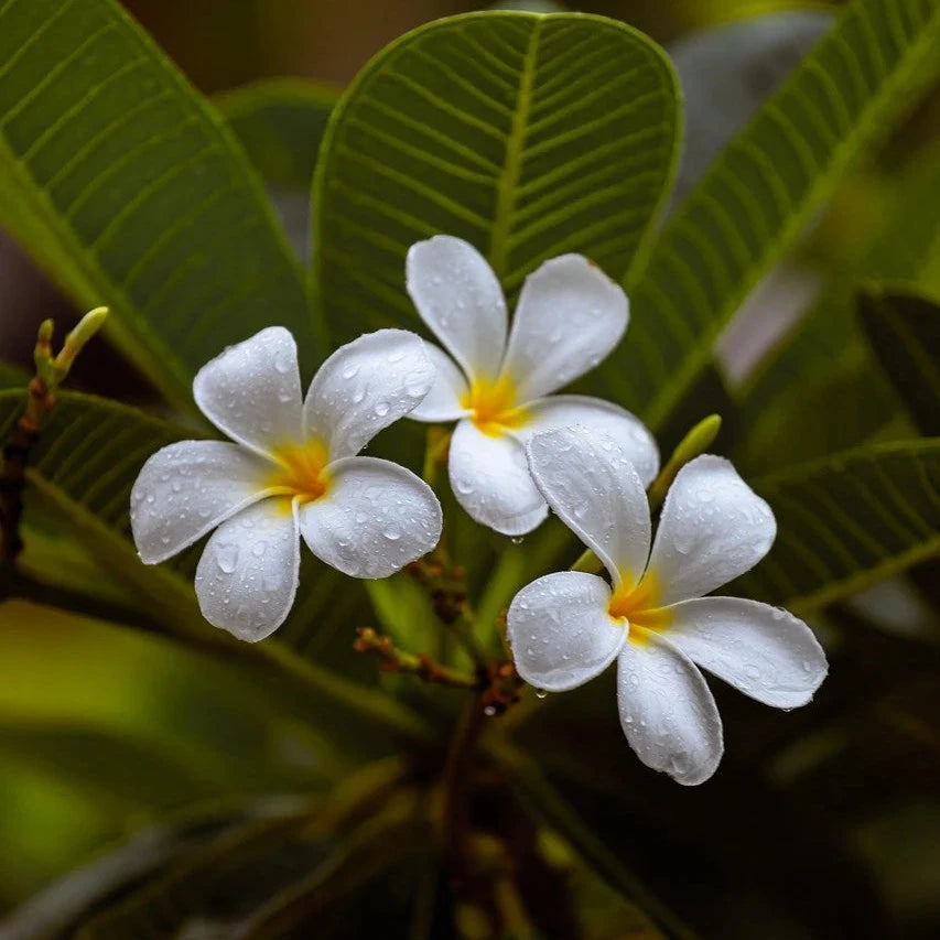 Frangipani, Plumeria spp.