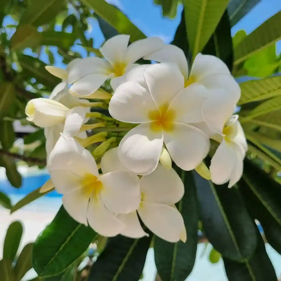 Frangipani, Plumeria spp.