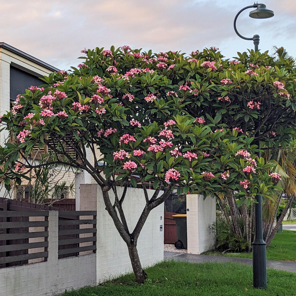 Frangipani, Plumeria spp.