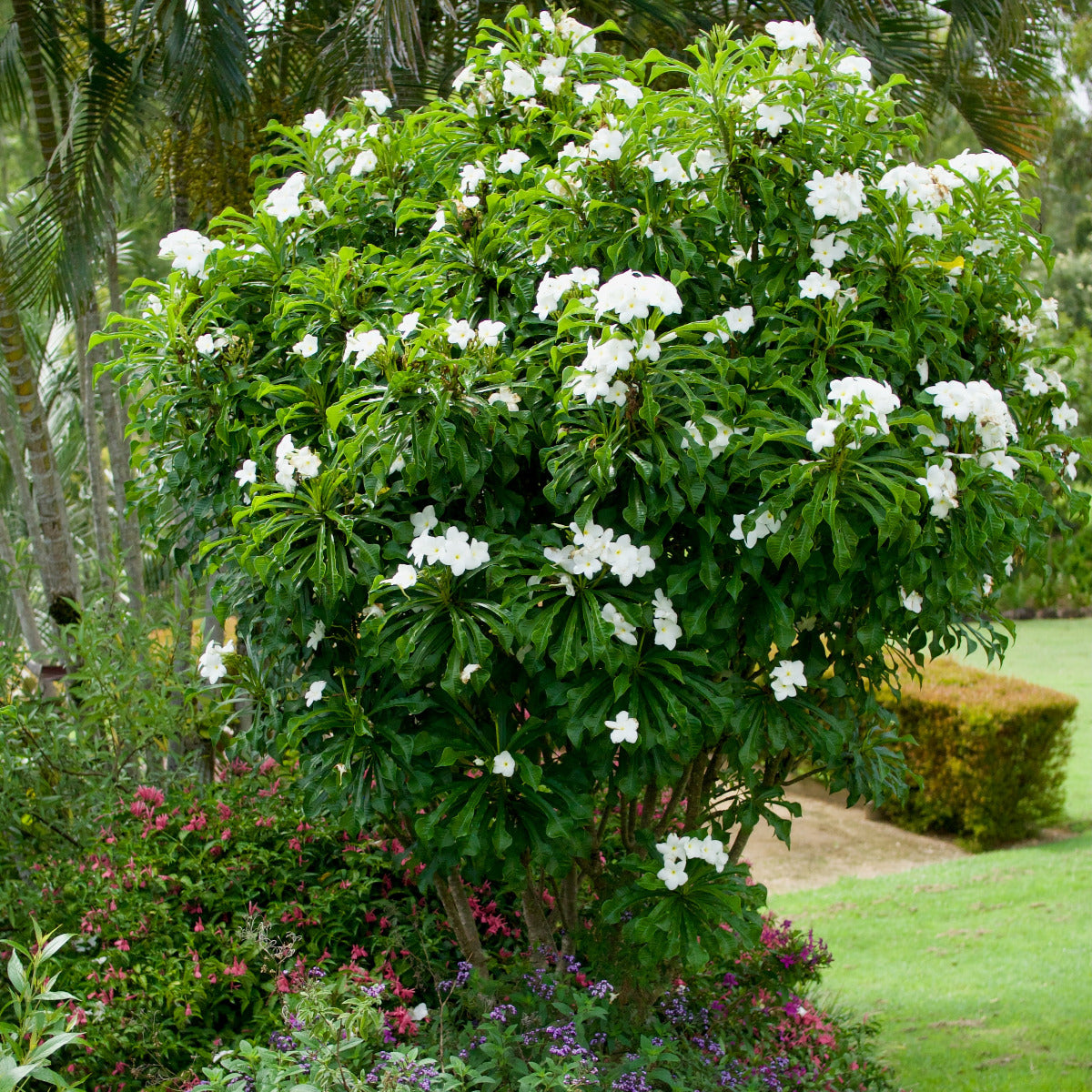 Frangipani, Plumeria pudica