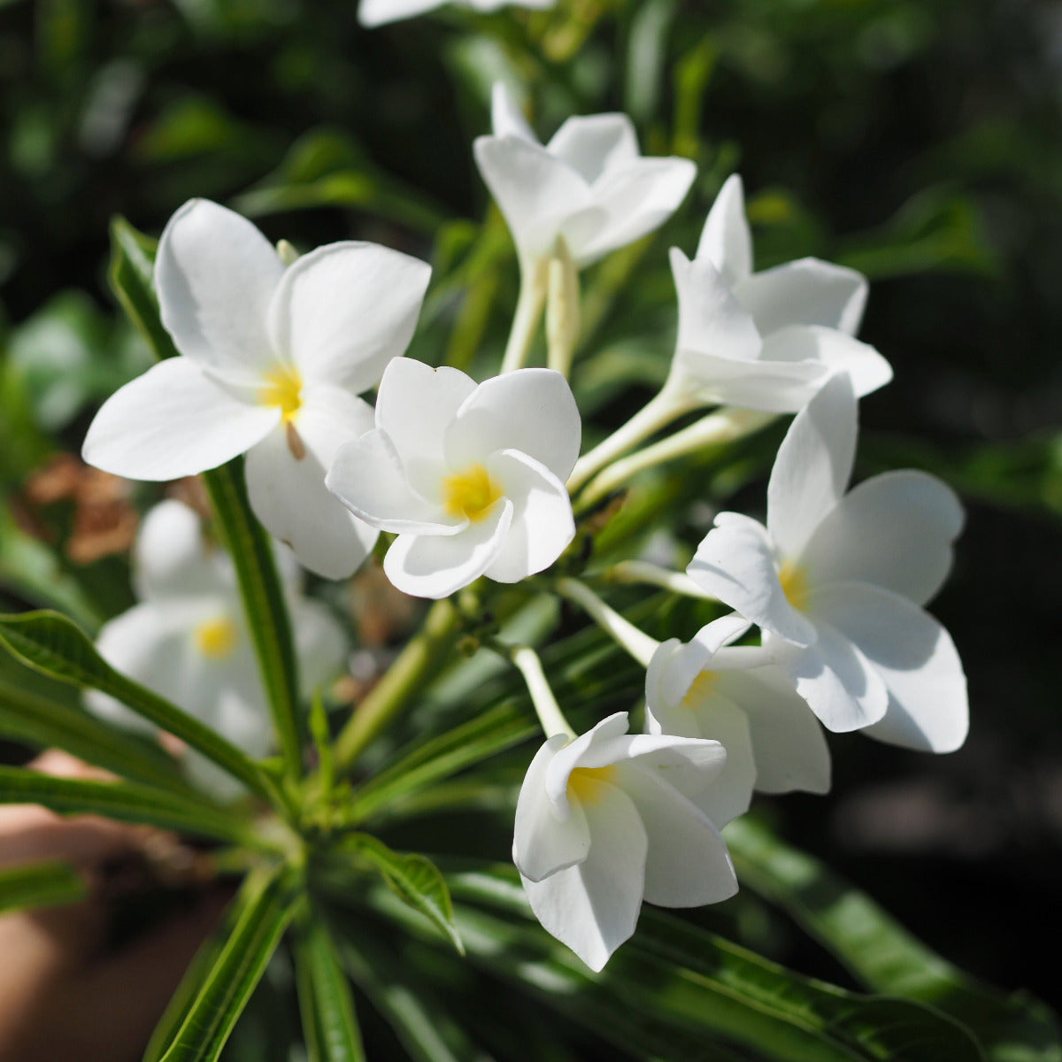 Frangipani, Plumeria pudica