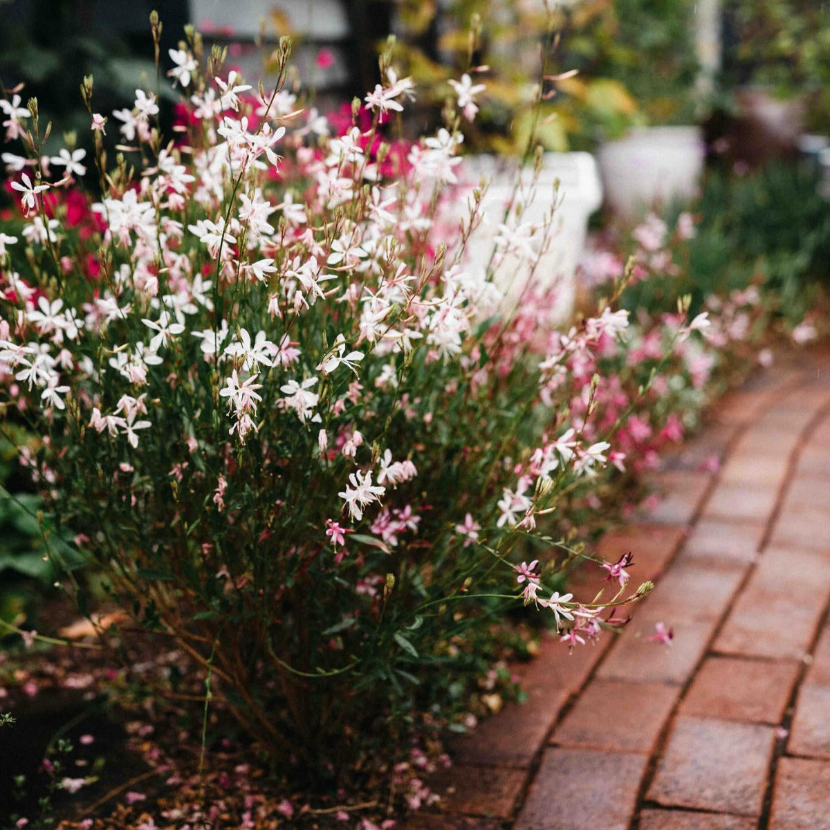 Gaura lindheimeri