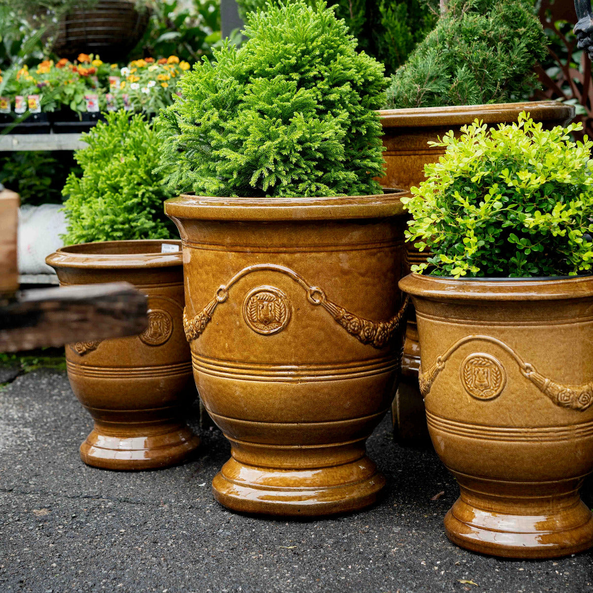Mustard glazed Anduze urn in garden setting, Brisbane garden style