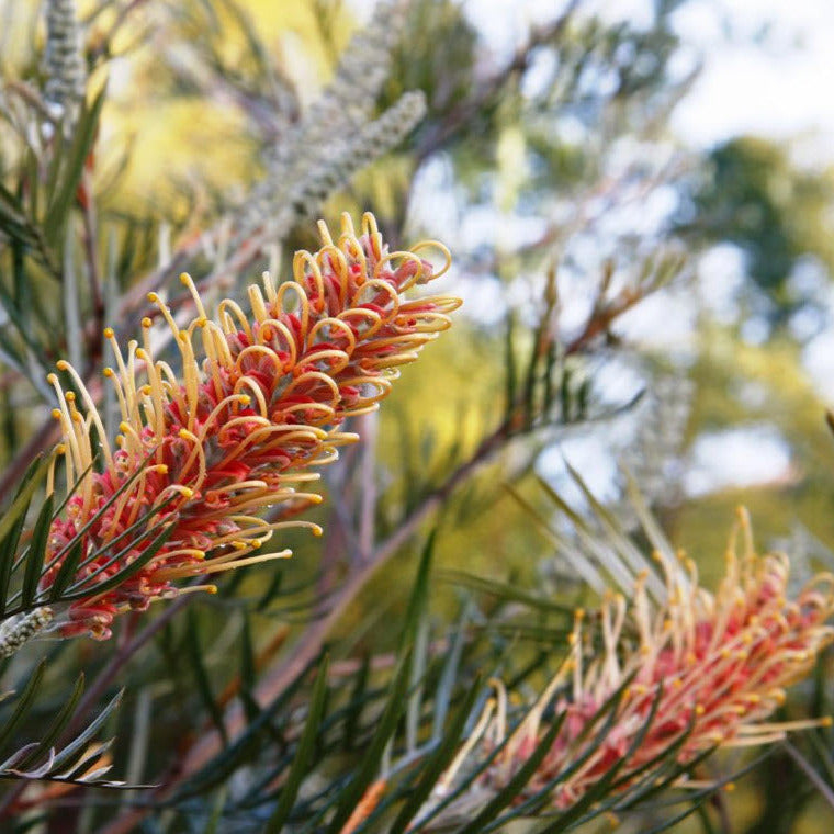 Grevillea