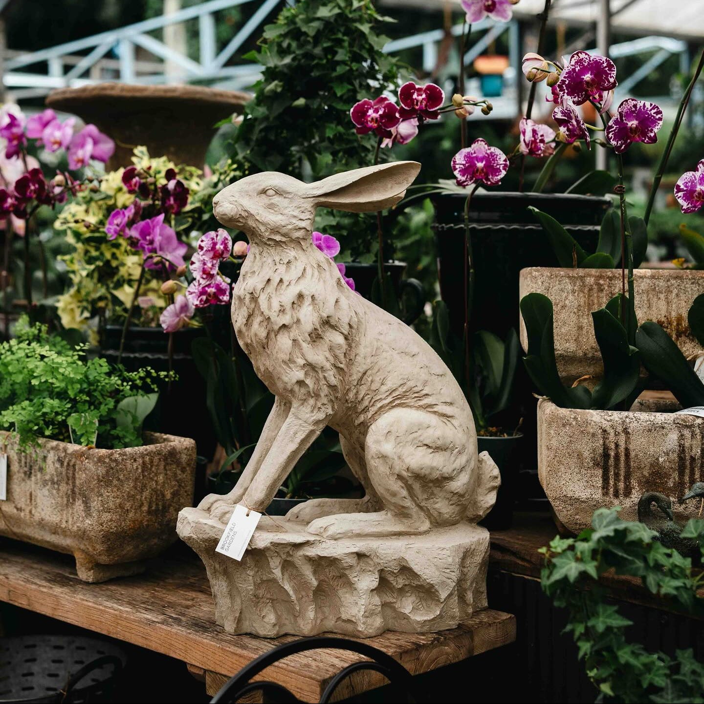 Entrance Hare