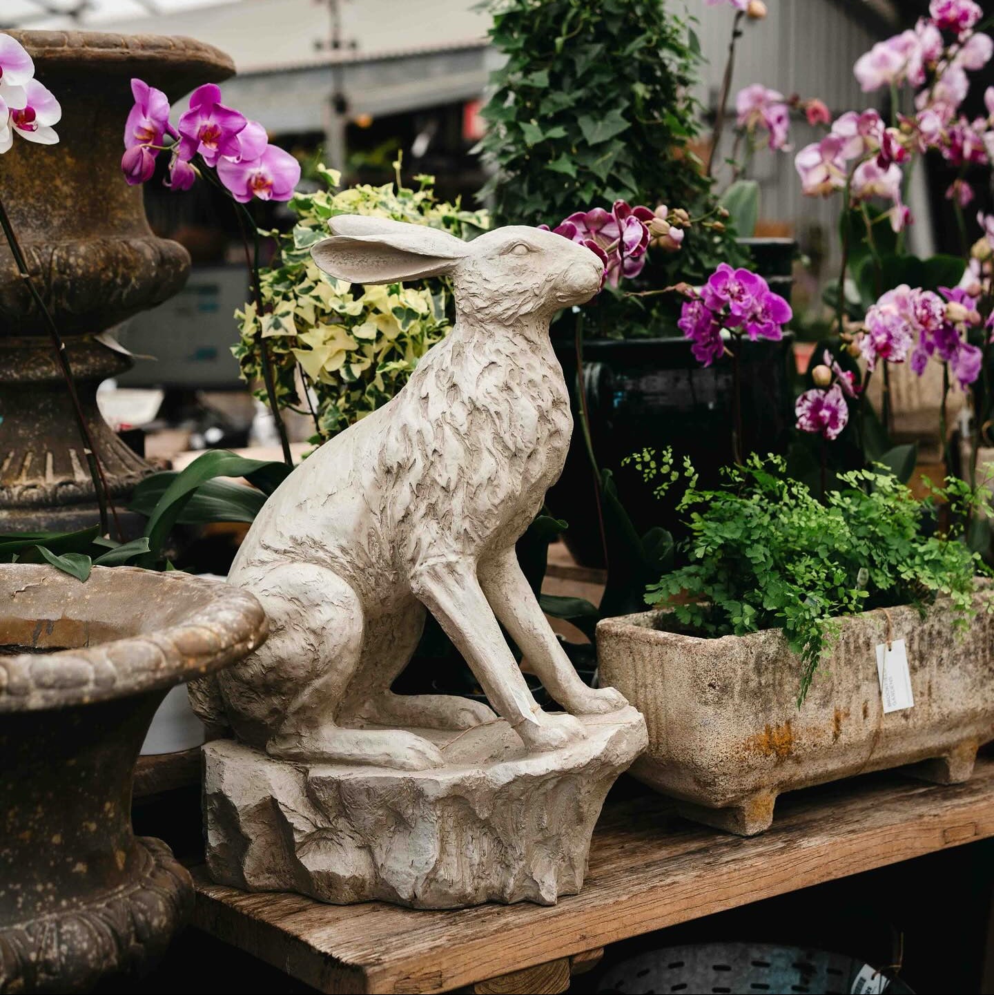 Entrance Hare
