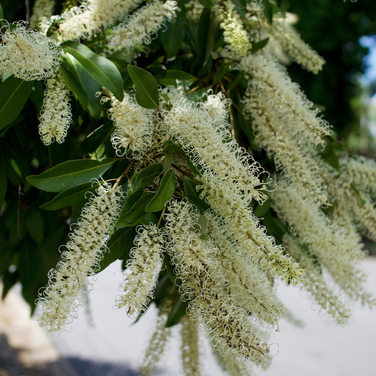 Ivory Curl Flower, Buckinghamia celsissima