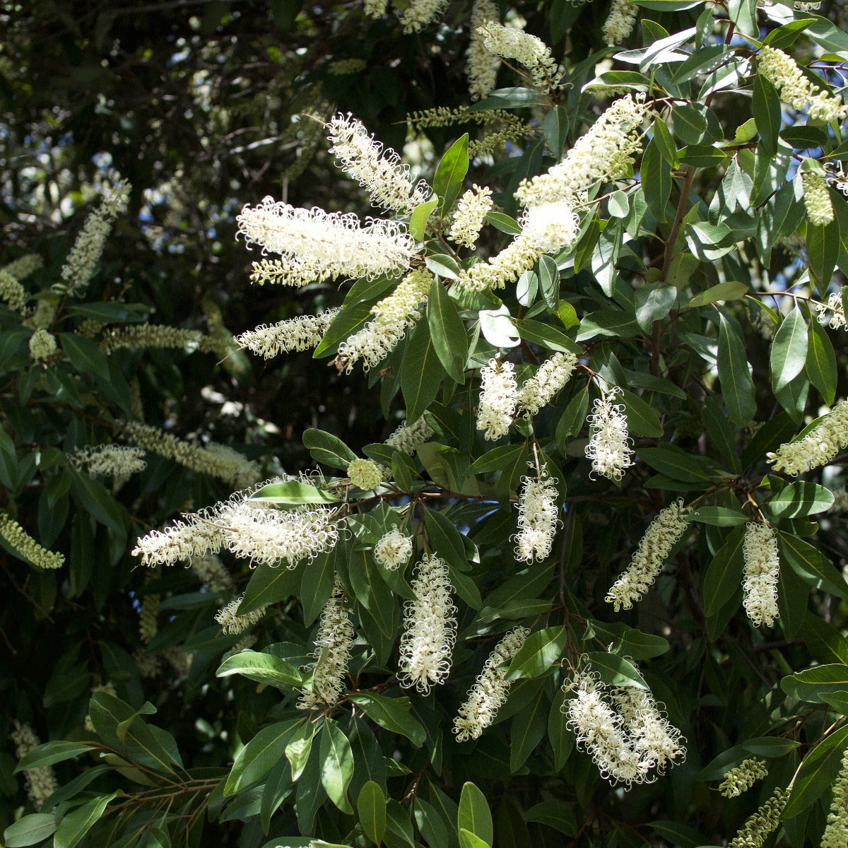 Ivory Curl Flower, Buckinghamia celsissima