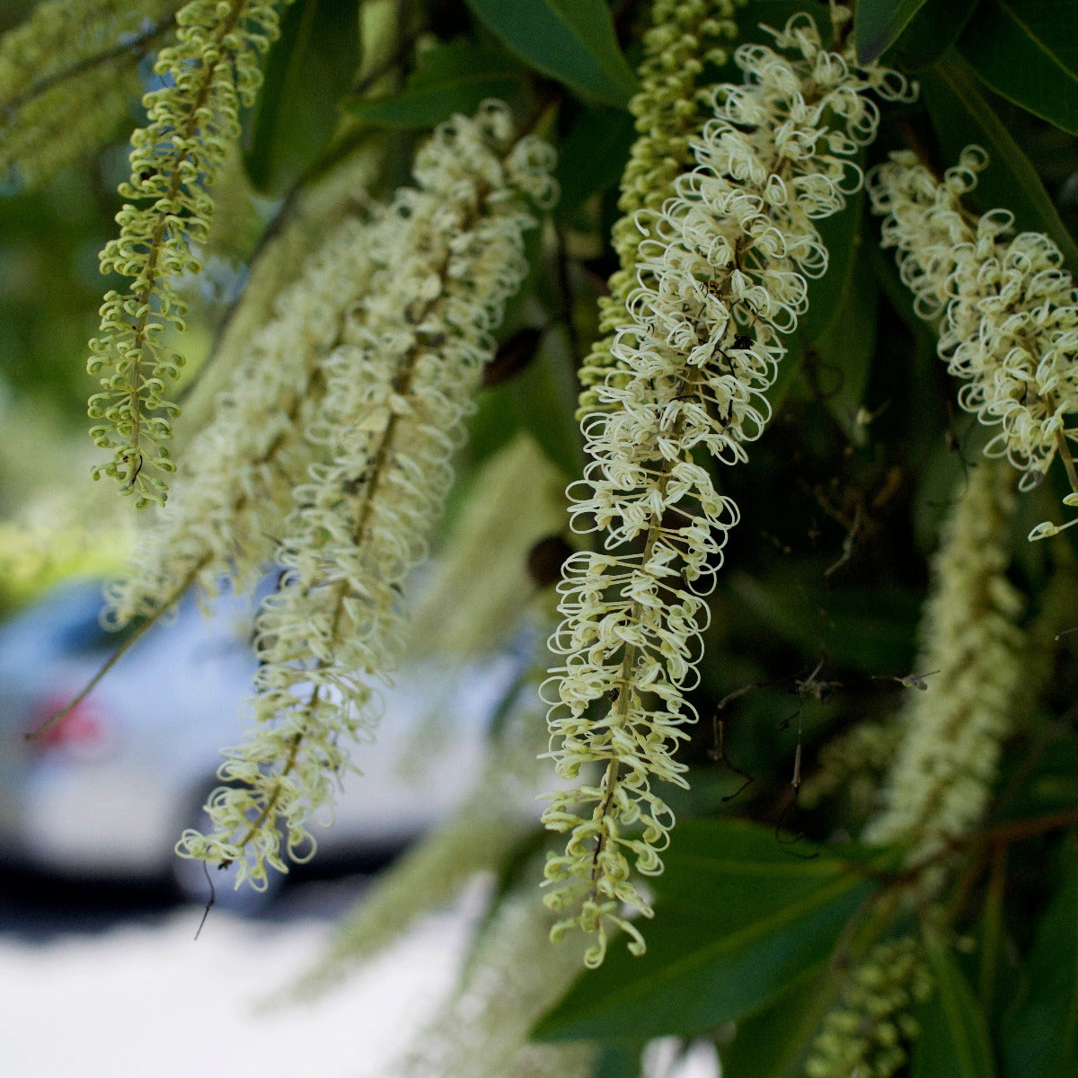 Ivory Curl Flower, Buckinghamia celsissima