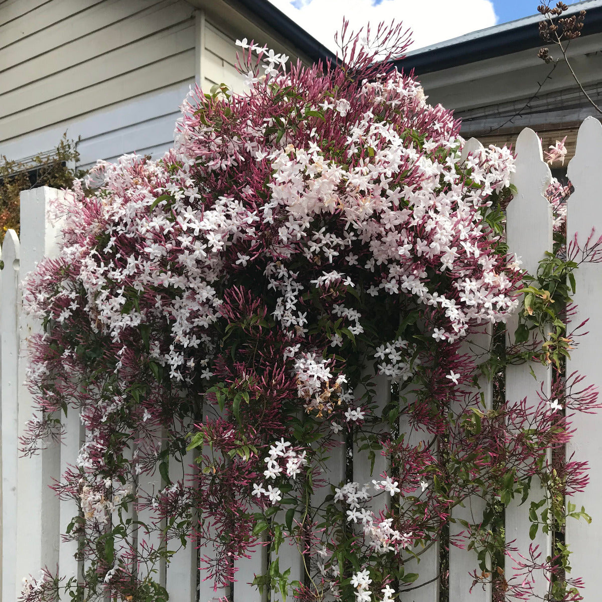 Jasmine polyanthum, Pink Jasmine