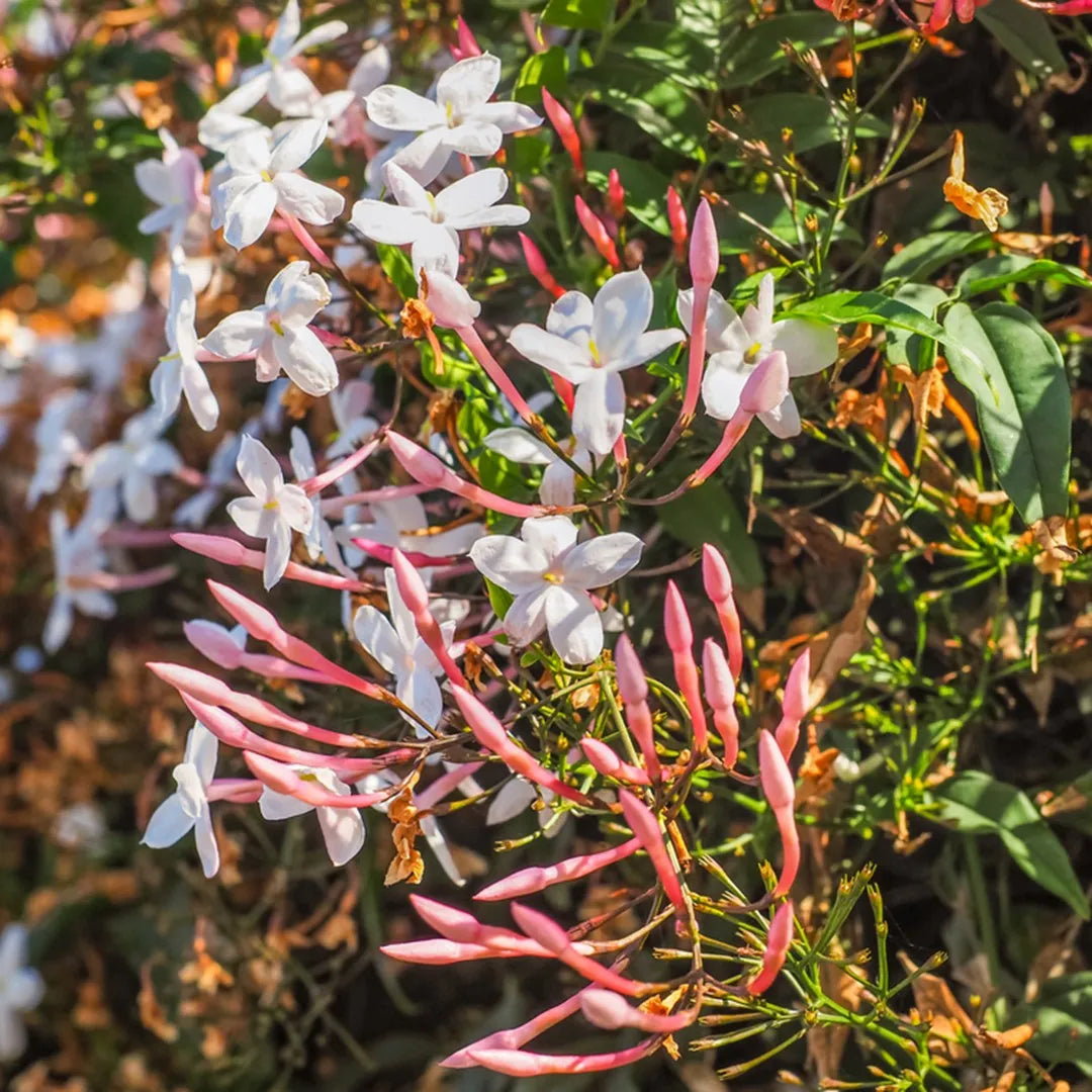 Jasmine polyanthum, Pink Jasmine