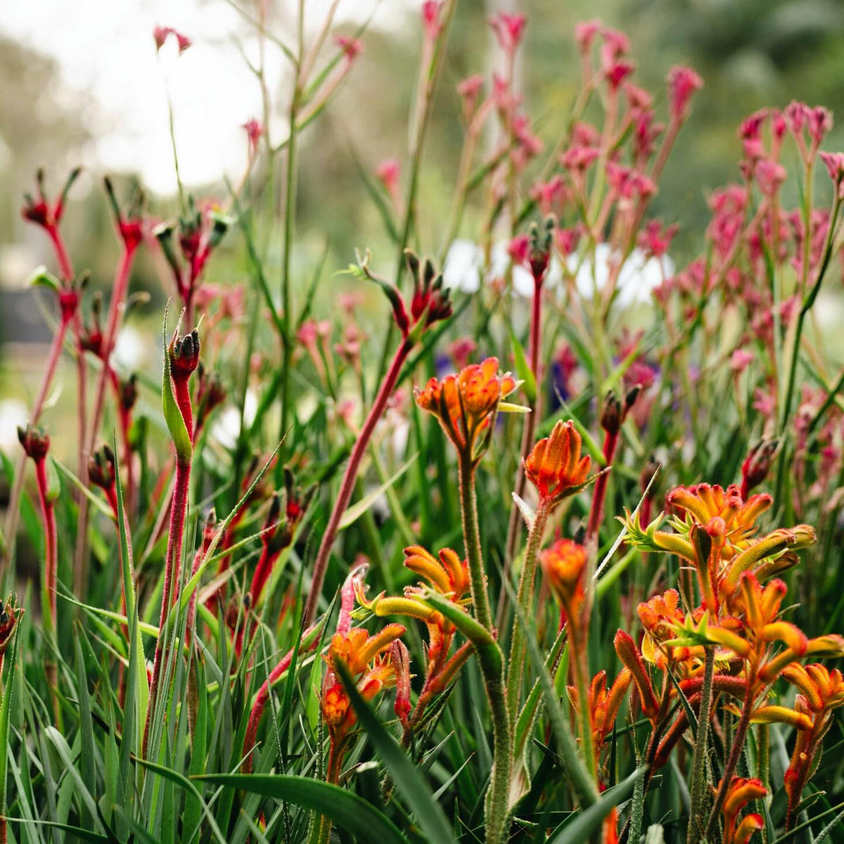 best potting mix for kangaroo paws Kangaroo Paw