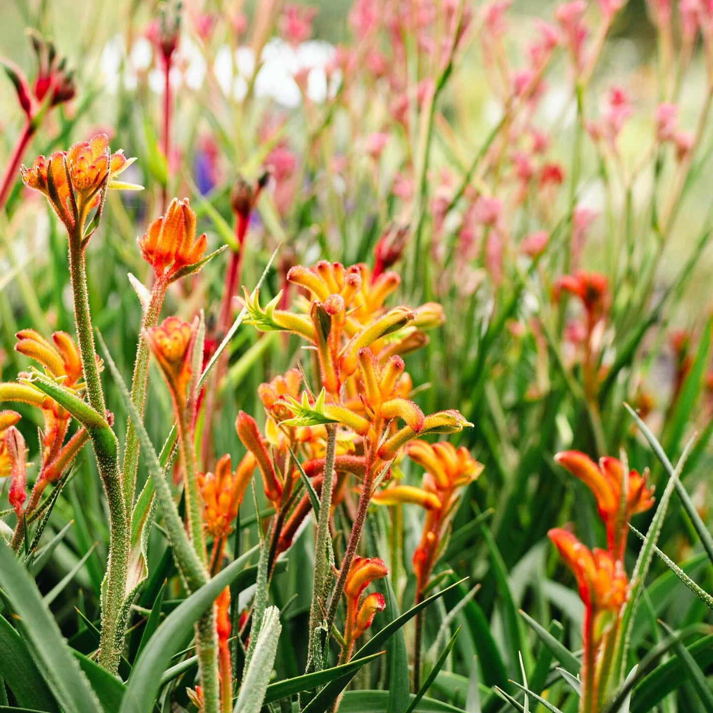 Kangaroo Paw