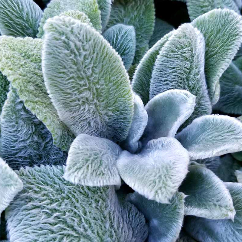 Stachys byzantina 'Lamb's Ear' with soft silvery velvety foliage growing as a low border in a sunny garden.