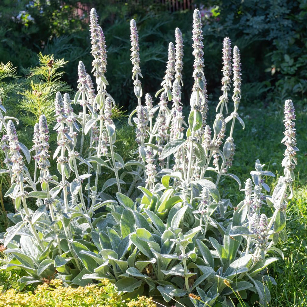 Stachys byzantina 'Lamb's Ear' with soft silvery velvety foliage growing as a low border in a sunny garden.