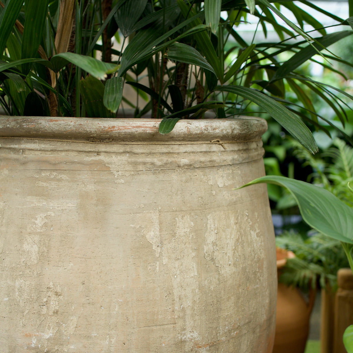 Large Ancient Turkish terracotta pot with rounded body, rolled rim and naturally weathered cream, earthy and grey patina, at Brookfield Gardens Brisbane.
