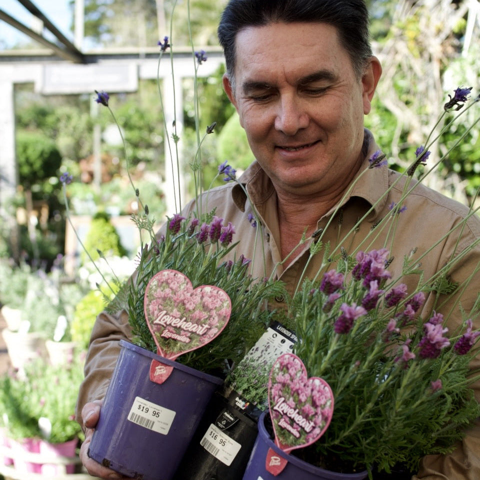 Alex has been working hard to secure some of the best varieties of lavender in Brisbane, and right now they’re all in flower and looking spectacular.
