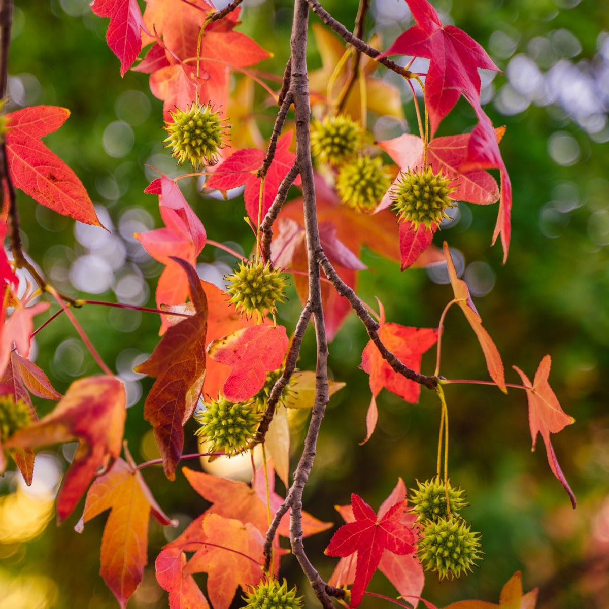 Liquid Amber, Liquidambar styraciflua