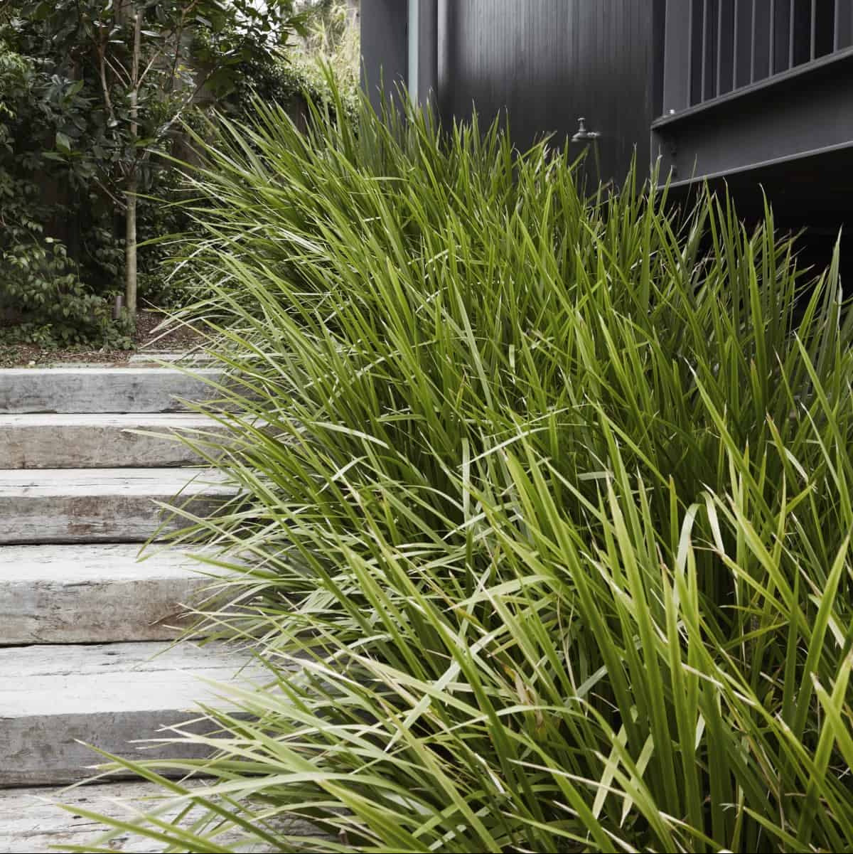 Lomandra