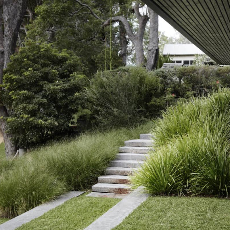 Lomandra