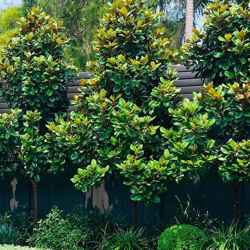 Magnolia ‘Teddy Bear’, Magnolia grandiflora