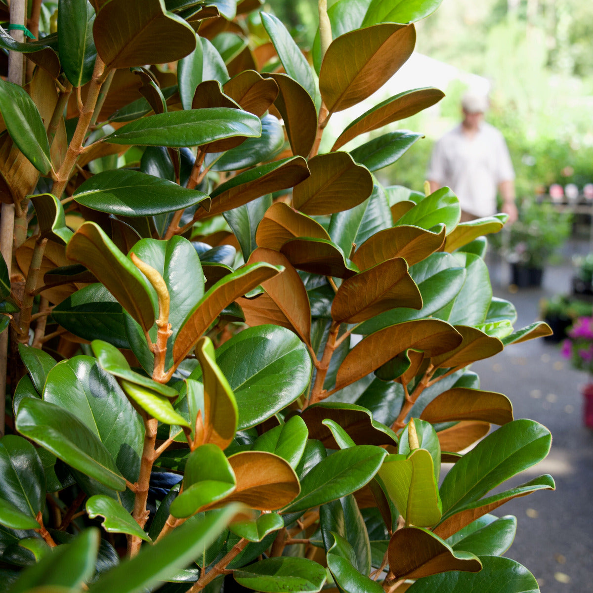 Magnolia ‘Teddy Bear’, Magnolia grandiflora