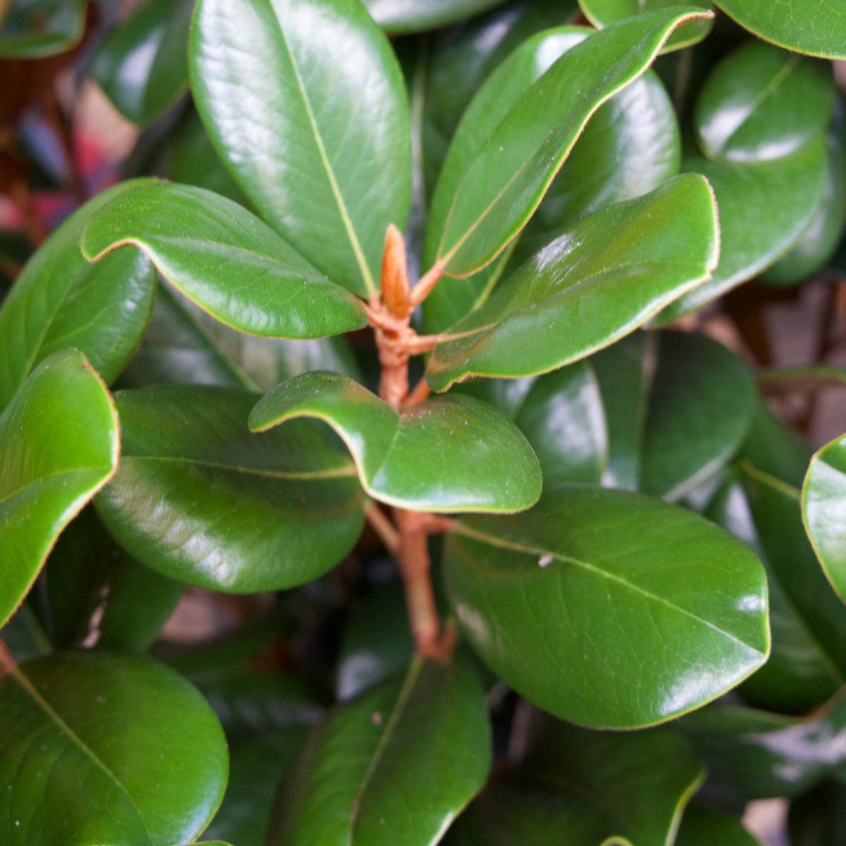 Magnolia ‘Teddy Bear’, Magnolia grandiflora