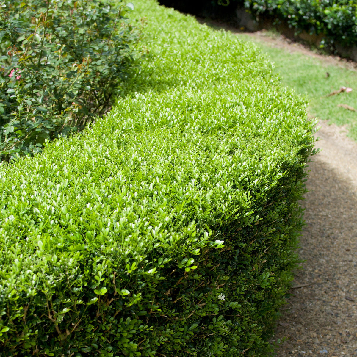 Murraya Min A Min dwarf mock orange shrub with compact lime-green foliage and white scented flowers. Hedge plant brisbane.