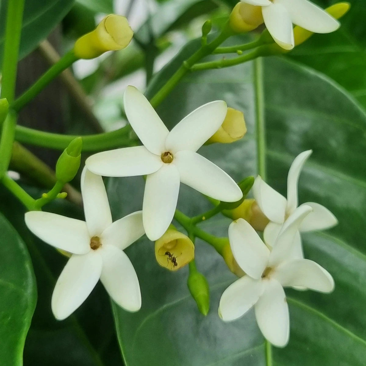 Native Gardenia, Atractocarpus fitzalanii