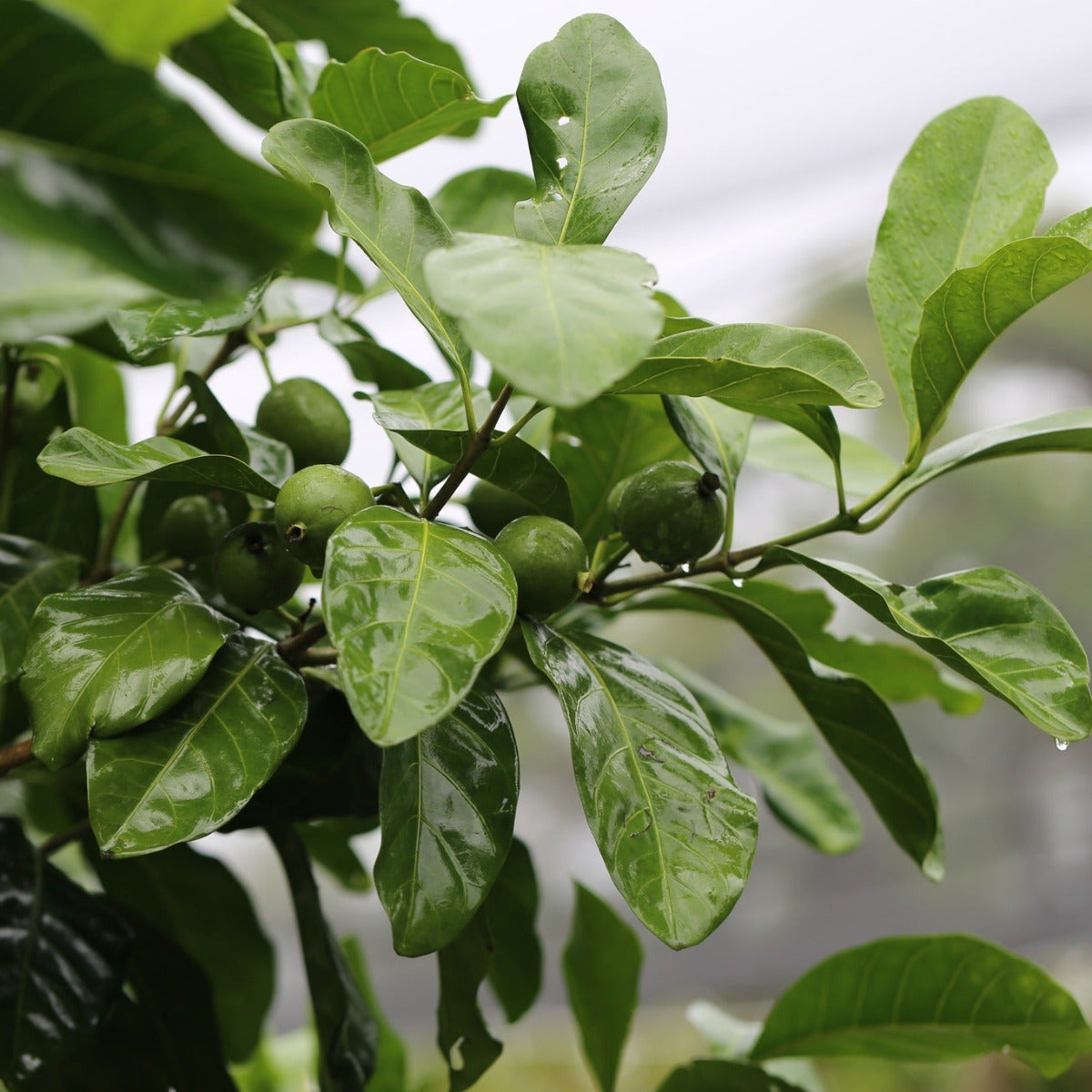 Native Gardenia, Atractocarpus fitzalanii