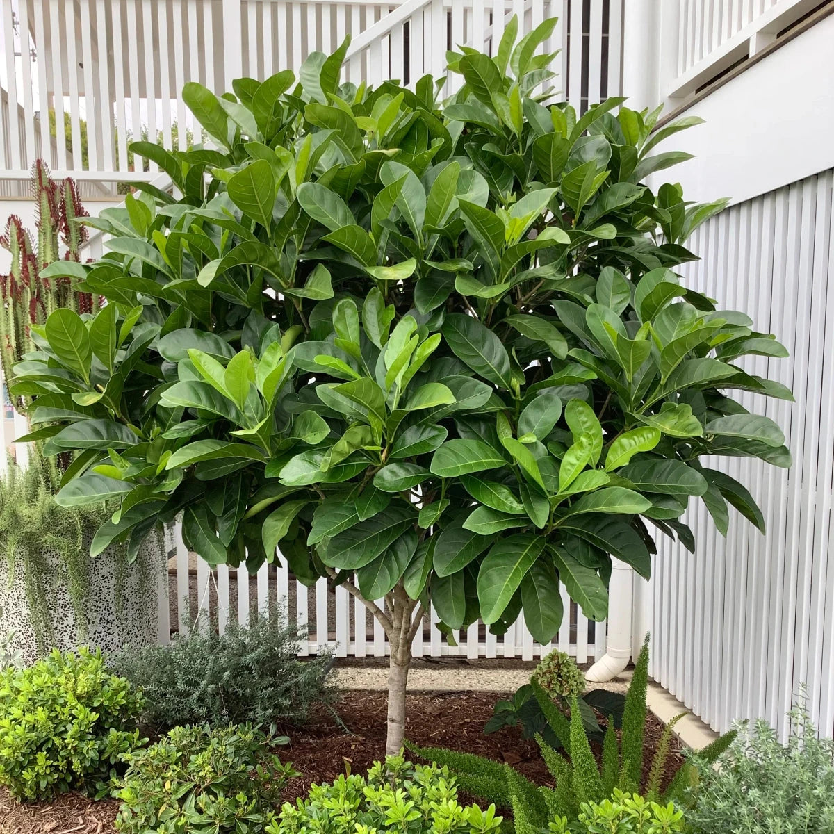 Native Gardenia, Atractocarpus fitzalanii