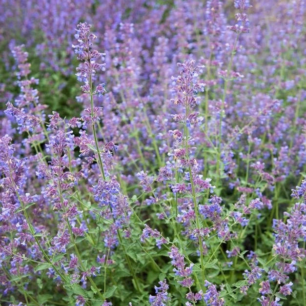 Nepeta 'Walker's Low' displaying masses of lavender-blue flower spikes above soft grey-green foliage, creating a relaxed, cottage-garden effect that attracts bees and butterflies throughout the warmer months.