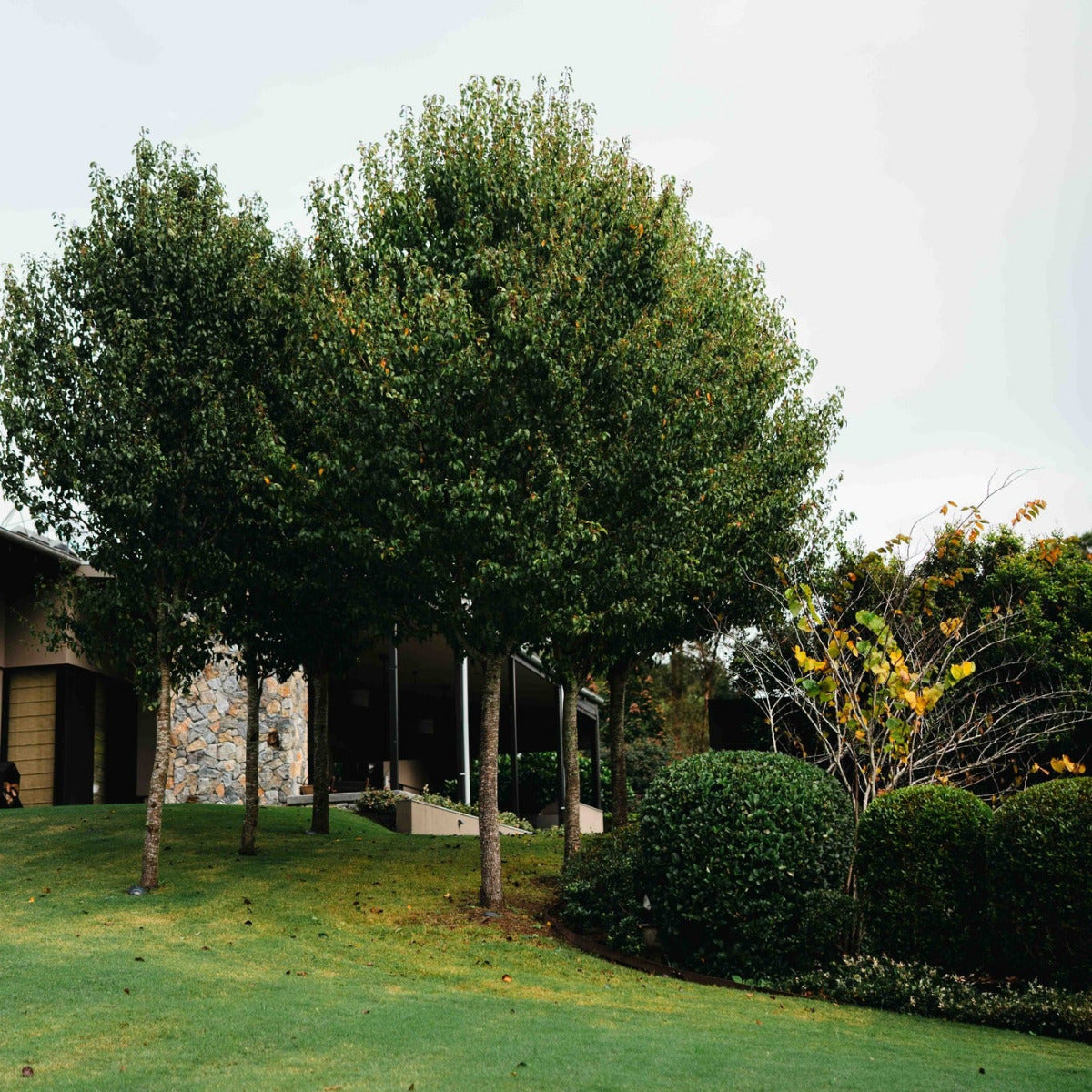 Ornamental Pear, Pyrus calleryana