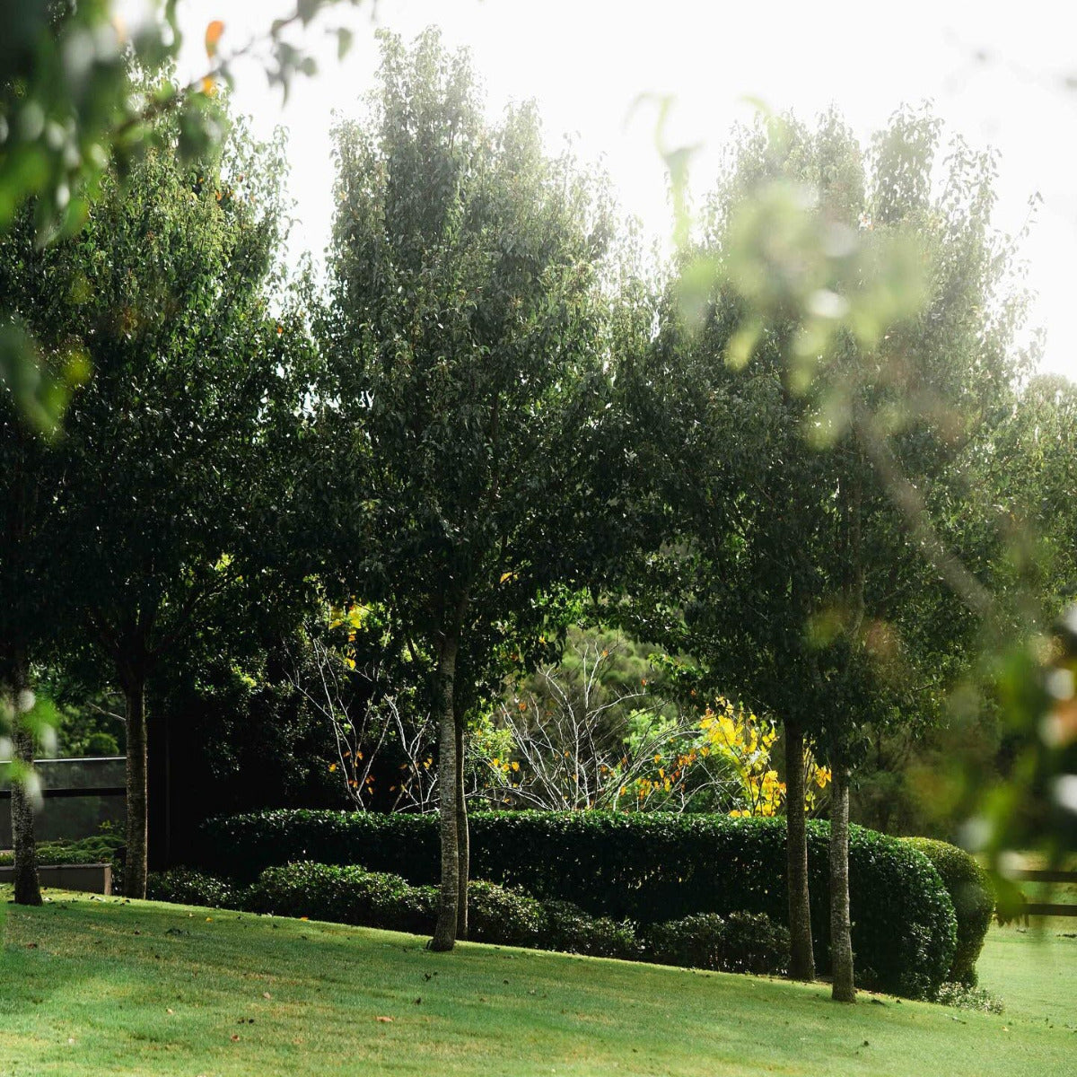 Ornamental Pear, Pyrus calleryana