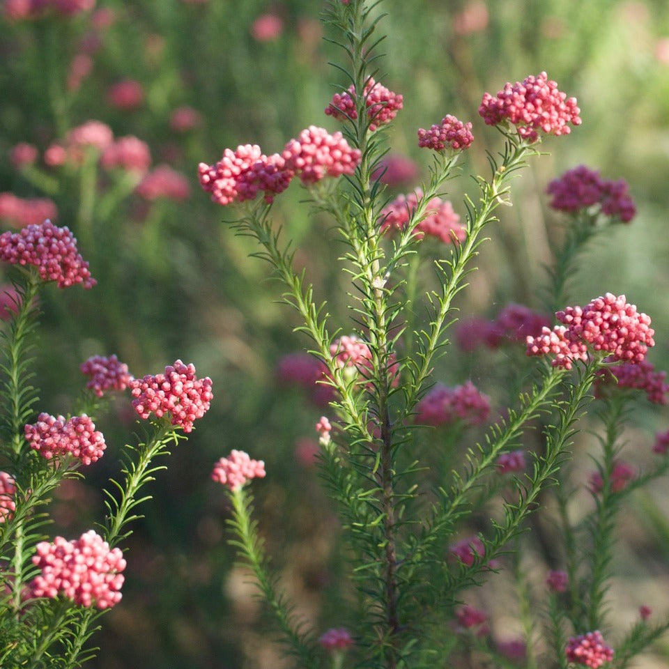 Ozothamnus diosmifolius 'Rice flower'
