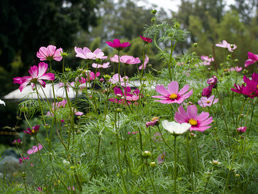 Brookfield Gardens Brisbane’s top retail destination for gardeners