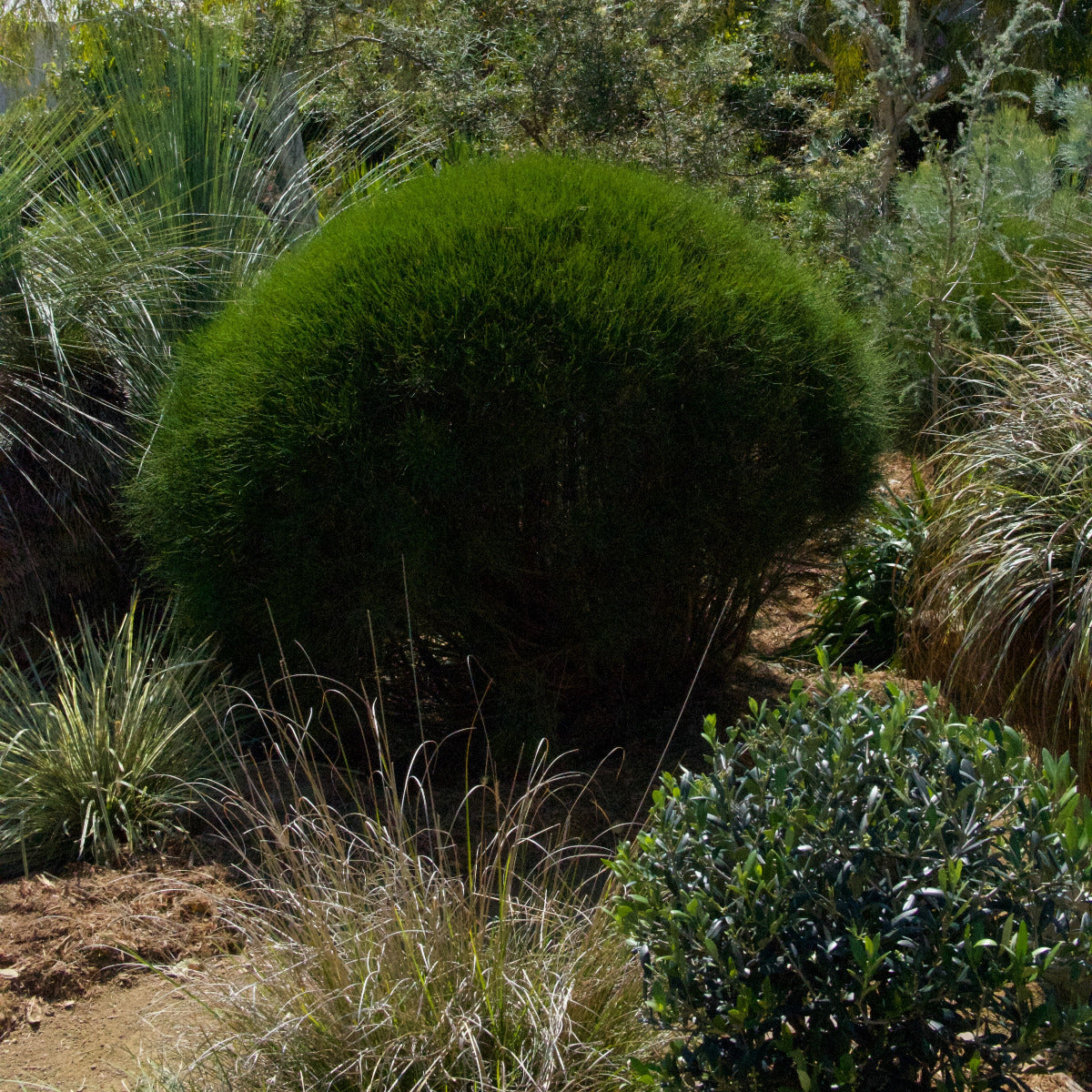 Casuarina glauca, Green Wave