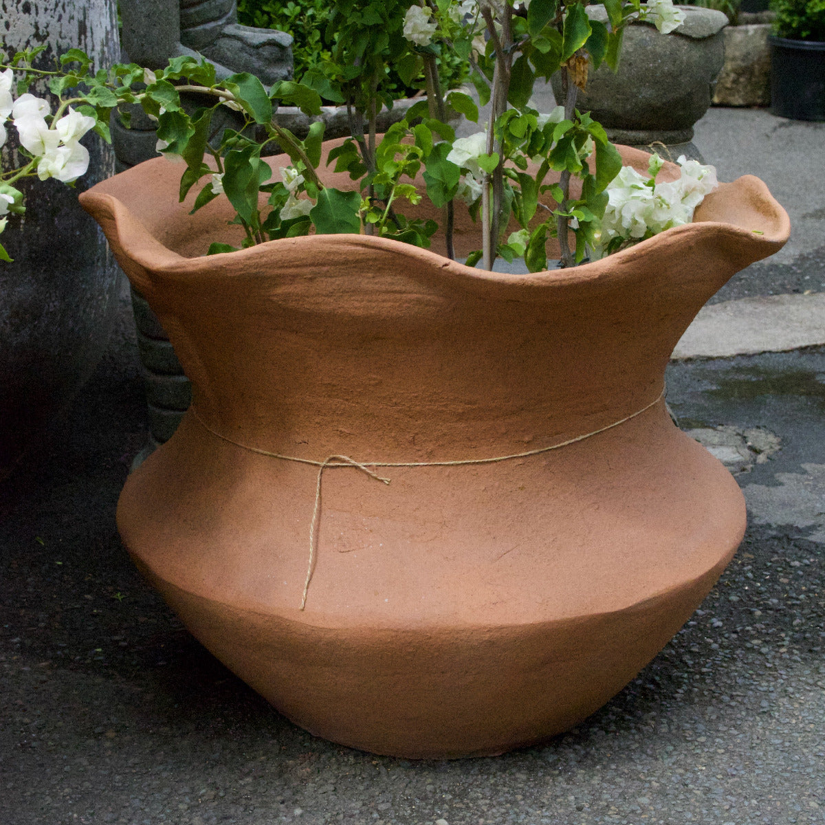 Terracotta Pot Scallop