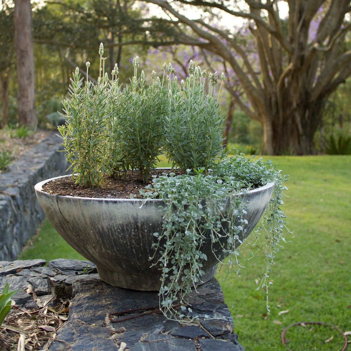 Dichondra argentea, Silver Falls
