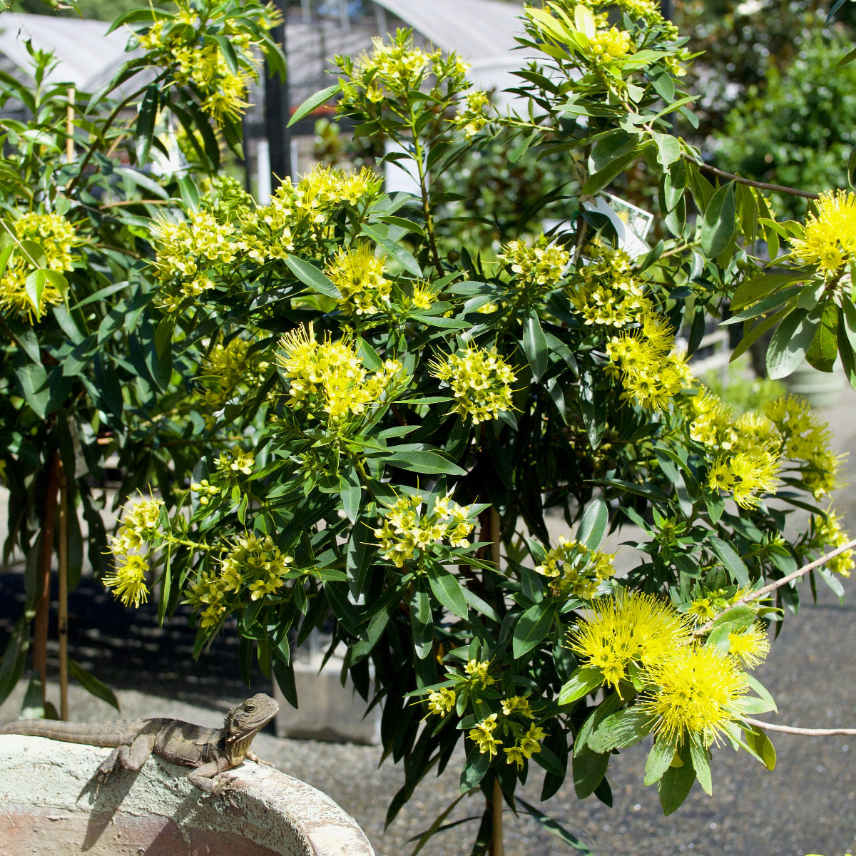 Golden Penda, Xanthostemon chrysanthus