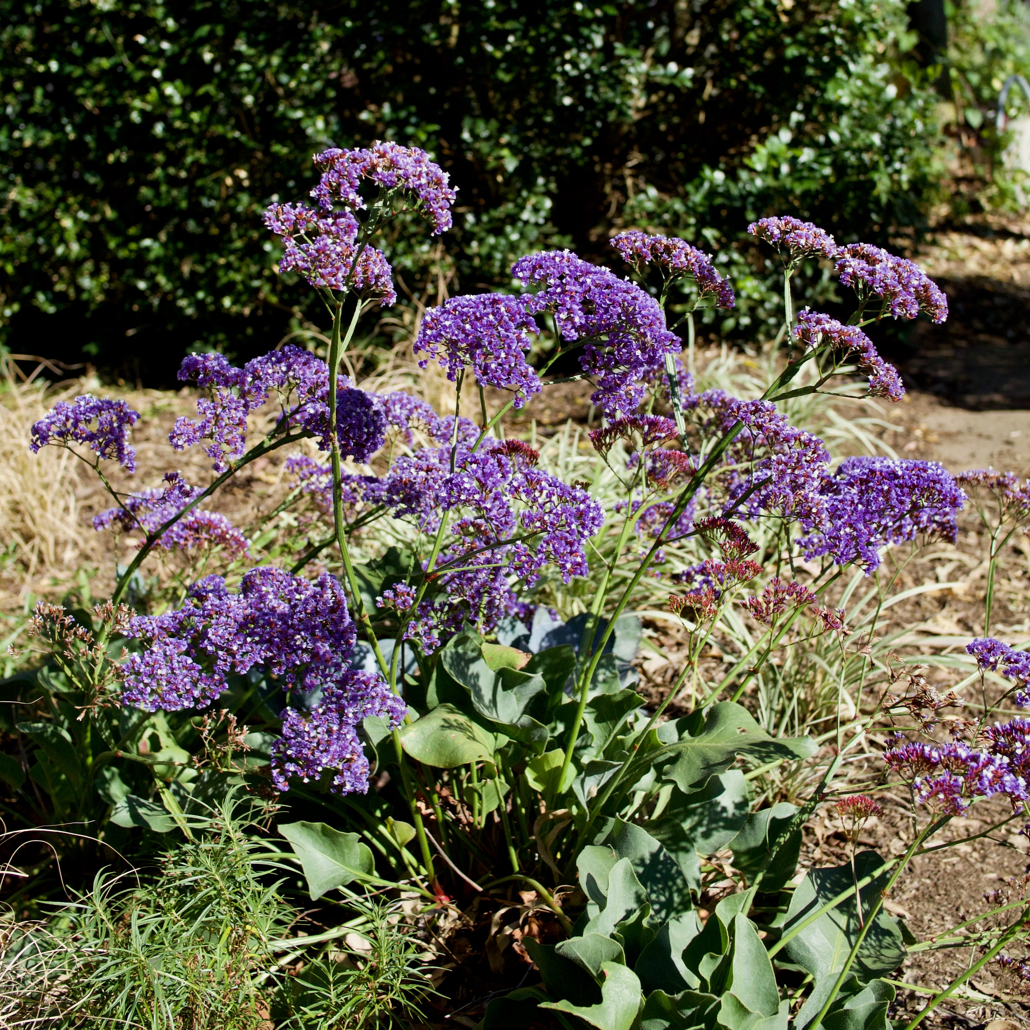 Limonium perezii 'Perennial Statice'