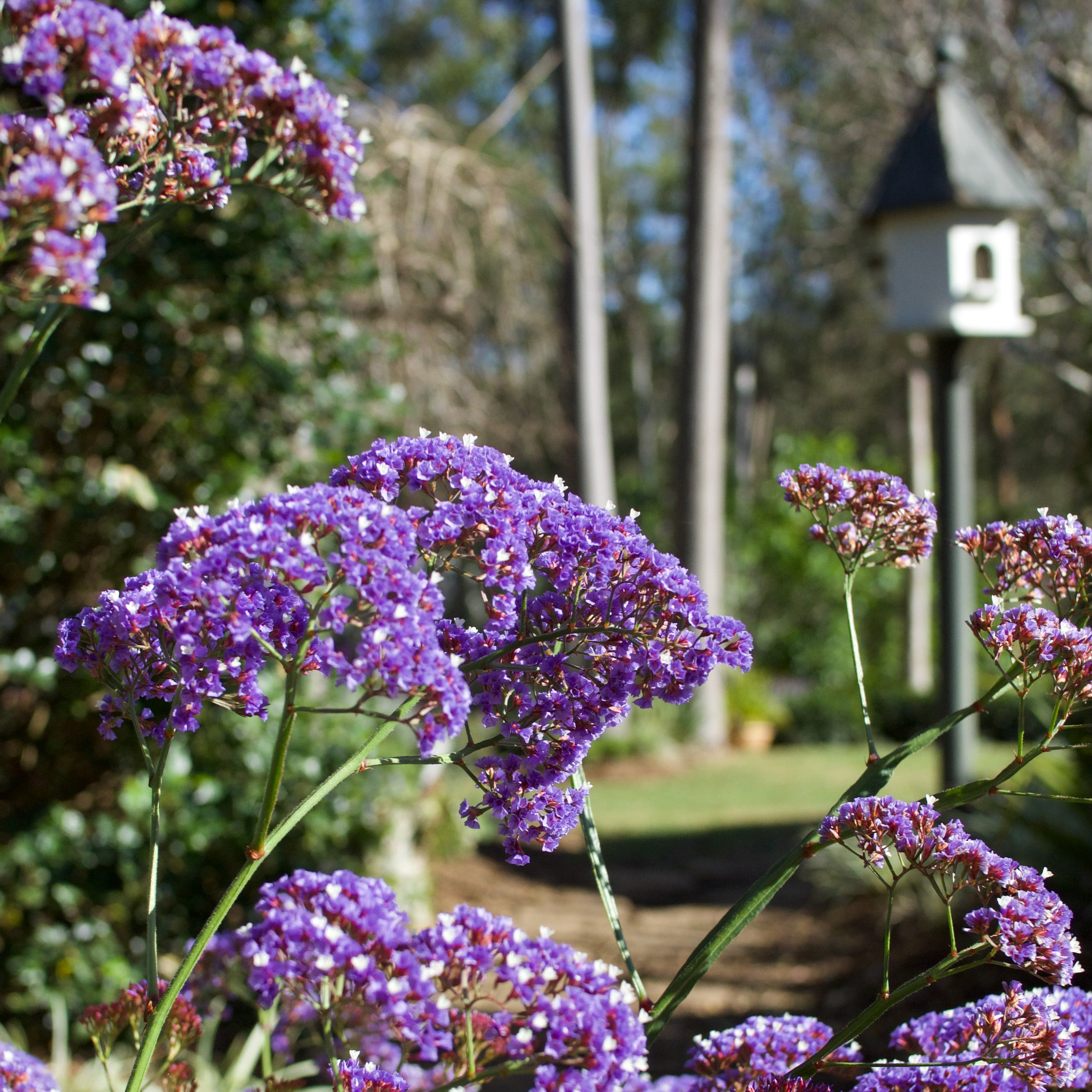 Limonium perezii 'Perennial Statice'