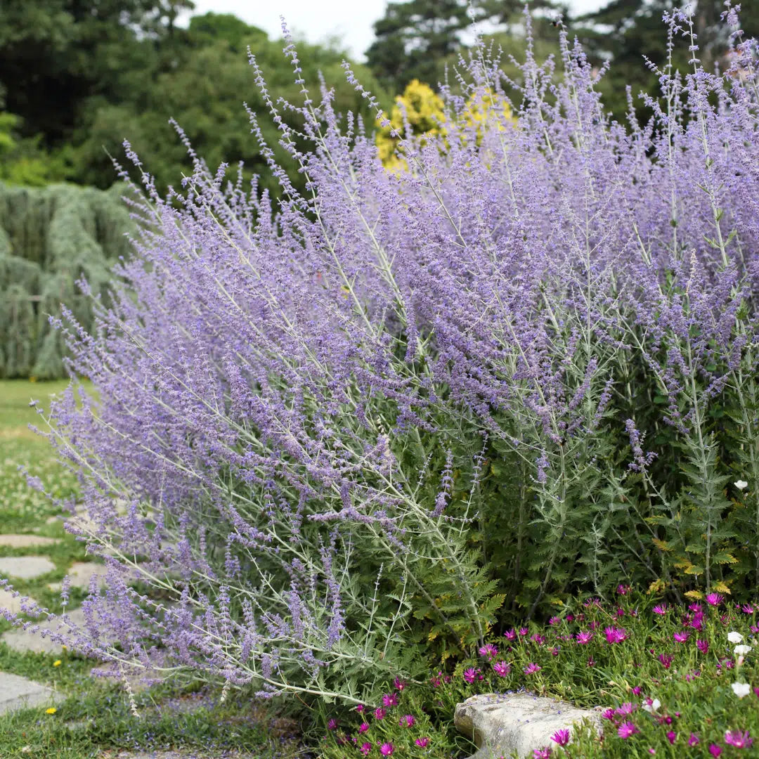 Perovskia 'Blue Spires' displaying airy lavender-blue flower spikes above silvery-grey foliage, creating a soft, naturalistic display along a sunny garden border.