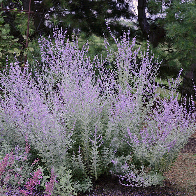Perovskia 'Blue Spires' displaying airy lavender-blue flower spikes above silvery-grey foliage, creating a soft, naturalistic display along a sunny garden border.